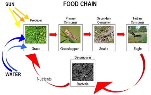 Food chains