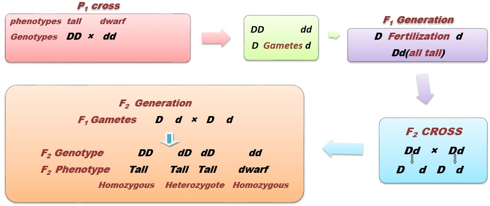 Genetics Assignment Help