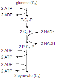 Glycolysis