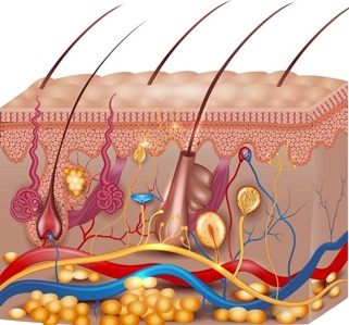 hltaap001 recognise healthy body system img4