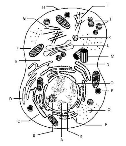 HLTAAP001 Recognise Healthy Body Systems img5