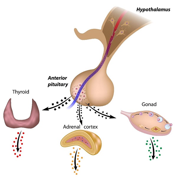 hormone producing organs