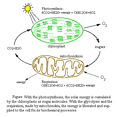 how photosynthesis works
