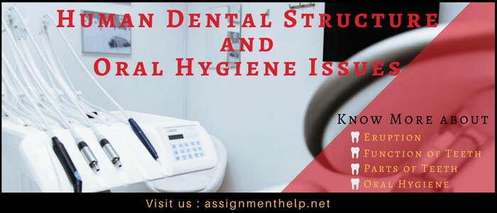 human dental structure and oral hygiene issues