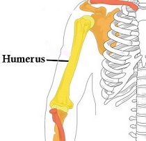 Humerus