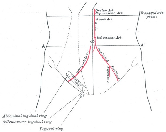 Inguinal Canal