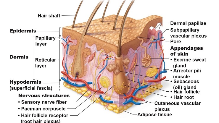 Integumentary system