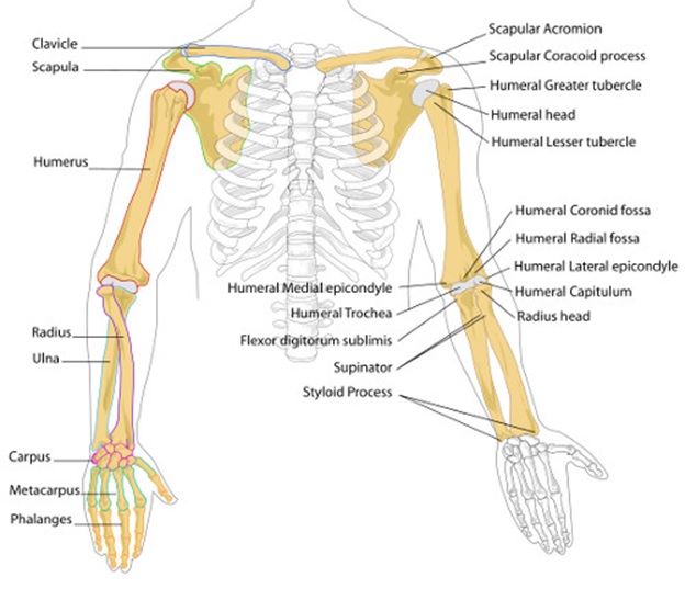 Joints of arm