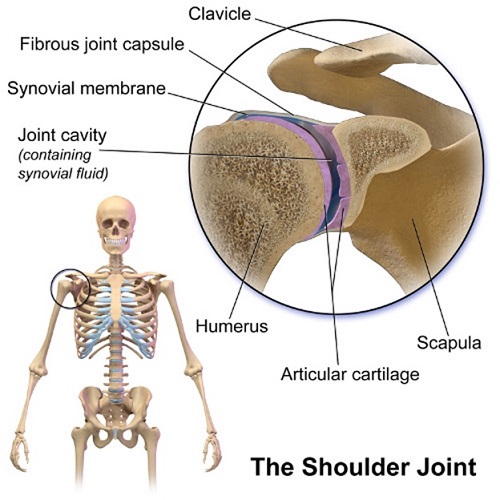 Joints of shoulder girdle