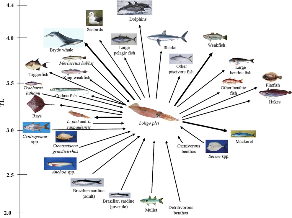 What are Keystone Species