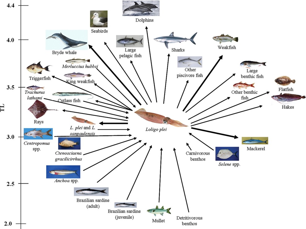 17 Keystone Species Examples [Names, Photos and Importance]