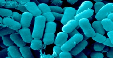 Lactobacillus reuteri