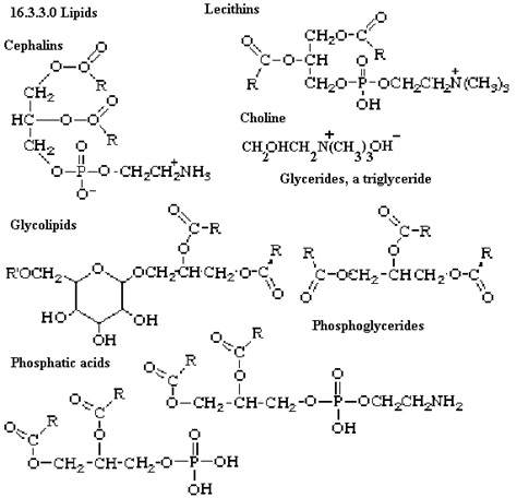 Lipids