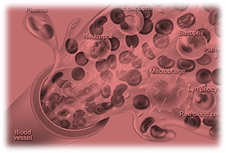 Liquid connective tissue Liquid connective tissue