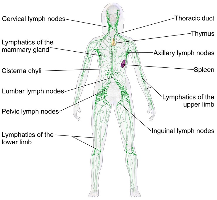 Lymphatic system