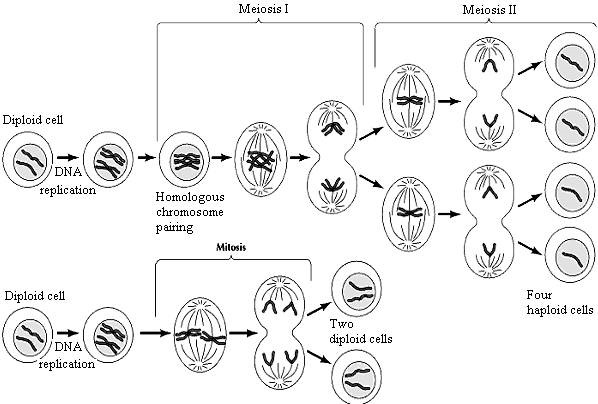 meiosis