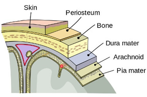 Meninges