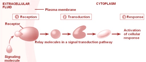 Molecules in Cell signaling