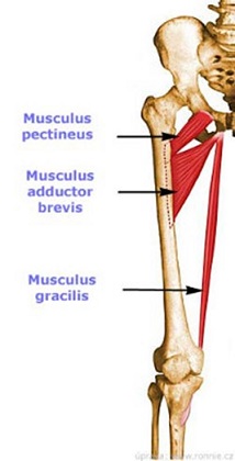 Muscle of Medial Fascial Compartment Of The Thigh