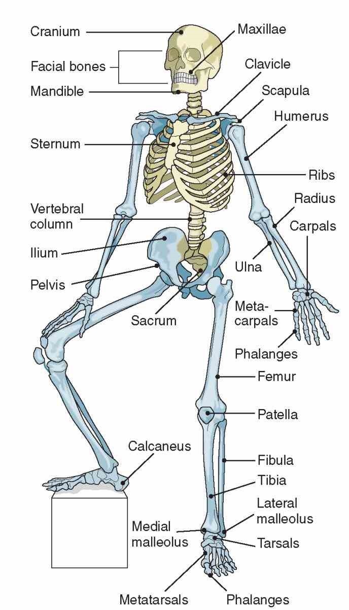 Musculo-skeletal system