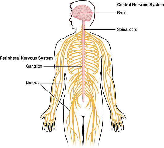 Nervous System