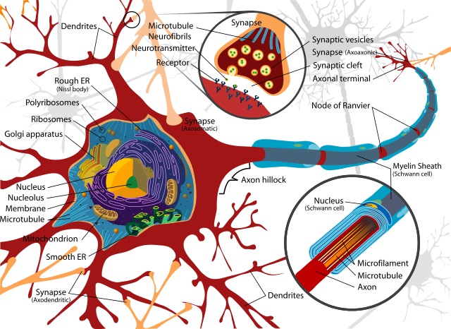 NeuroBiology Assignment Help