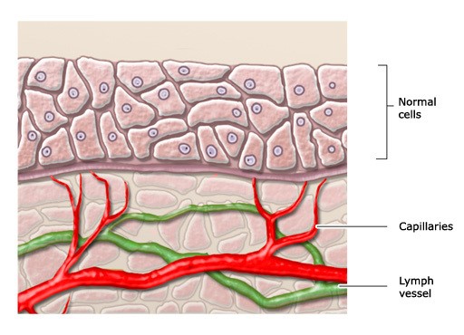 Normal cells