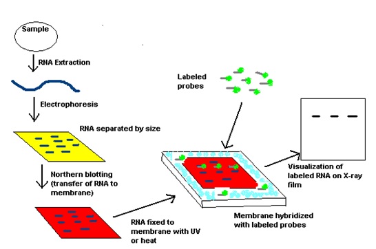 Northern blotting