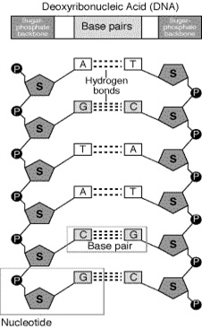 Nucleic acid