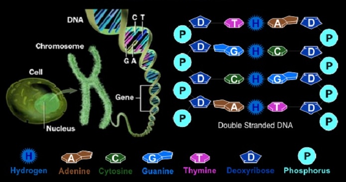 nucleiotide help code