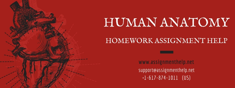 Online human anatomy tutors Online human anatomy tutors