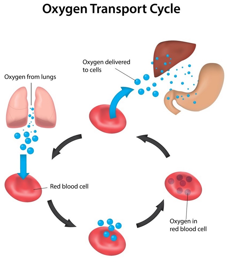 Oxygen Transport Cycle