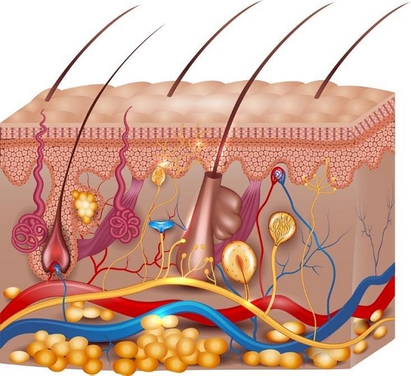 parts of the integumentary system