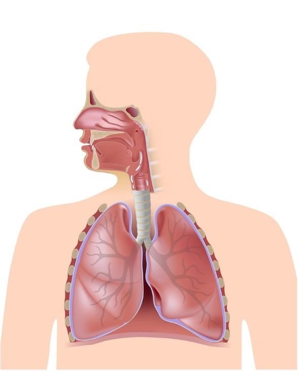 parts of the respiratory system