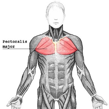 Pectoralis major