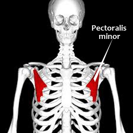 Pectoralis minor