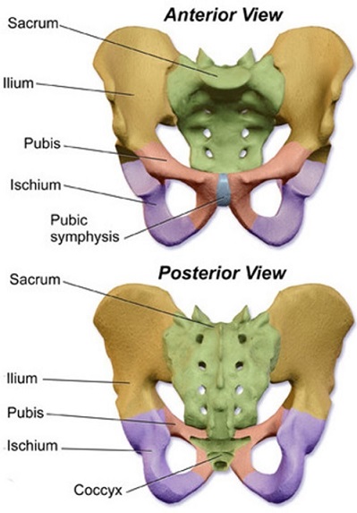 pelvic girdle of lower limb