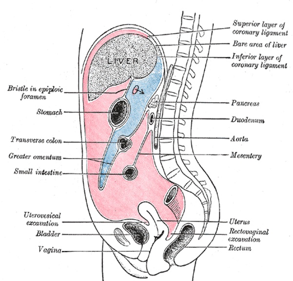 Peritoneal cavity