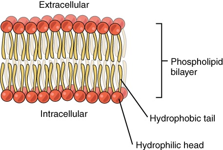 phospholipid bilayer