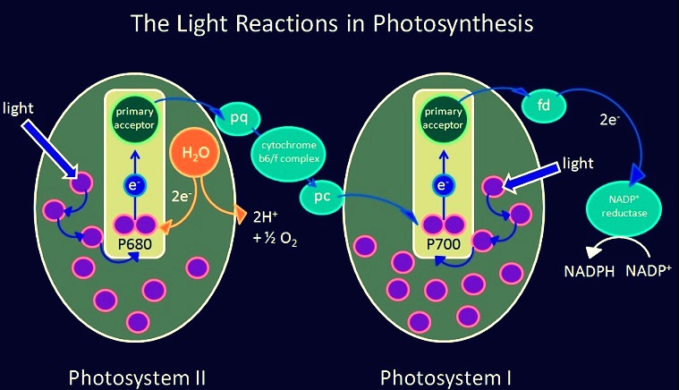 Photosynthesis help code
