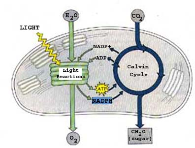 Photosynthesis