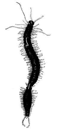 phylum annelids