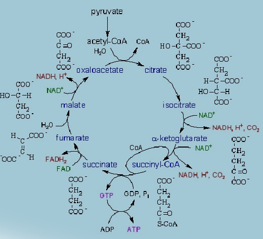 physiological-chemistry help code