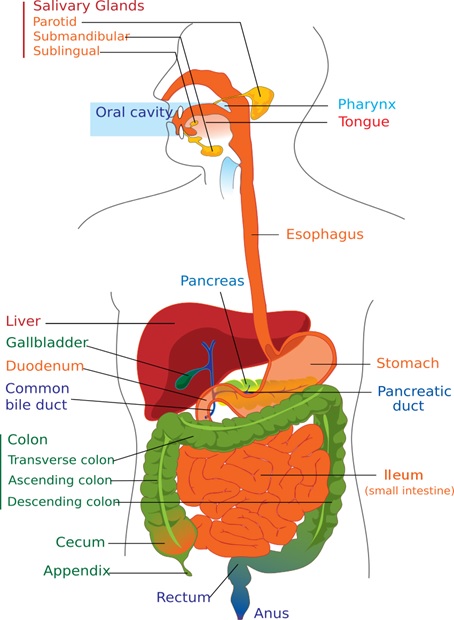 Physiology of digestive system