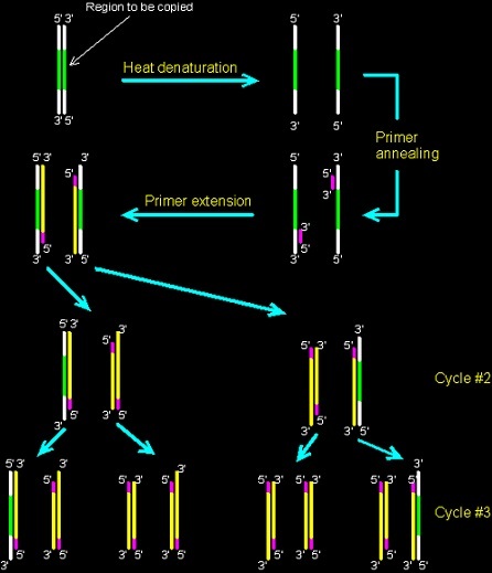 polymerase-chain-reaction help code