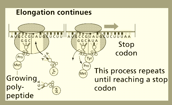 protein-synthesis help code