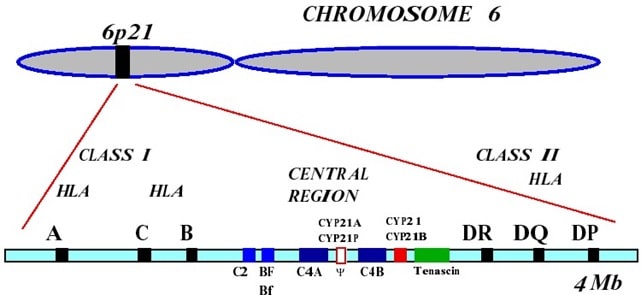 Task 2 phylogenetic analysis of factor B and C2 sequences Image 1