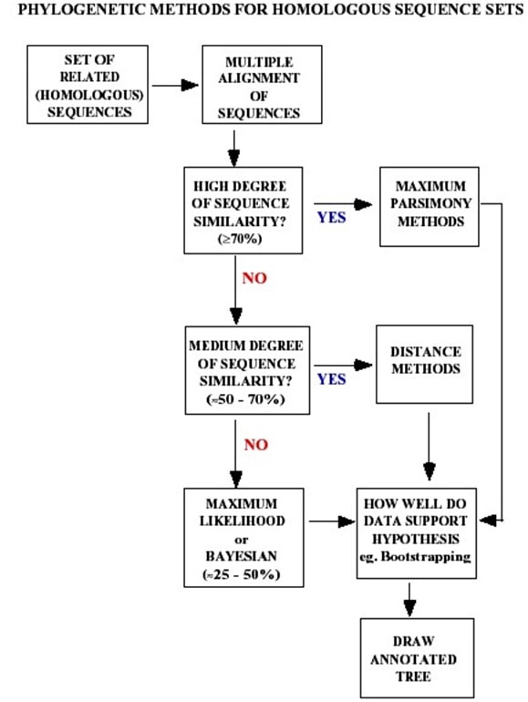 Task 2 phylogenetic analysis of factor B and C2 sequences Image 2