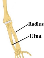 Radius