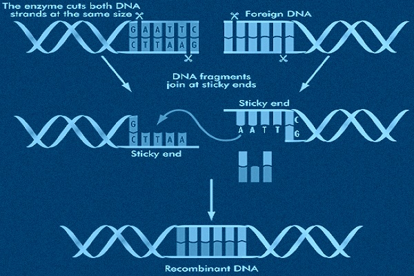 recombinant dna technology at assignmenthelp.net Recombinant dna technology help code